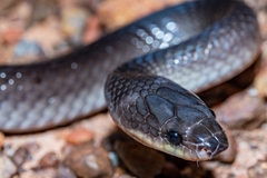Australian Groundsnake photo 1