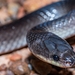 Slaty-grey Snake - Photo (c) Daniel Liepack, some rights reserved (CC BY-NC), uploaded by Daniel Liepack