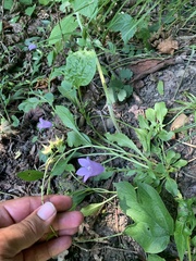 Campanula sibirica