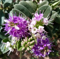 Veronica × andersonii