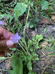 Campanula sibirica