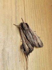 Apamea verbascoides