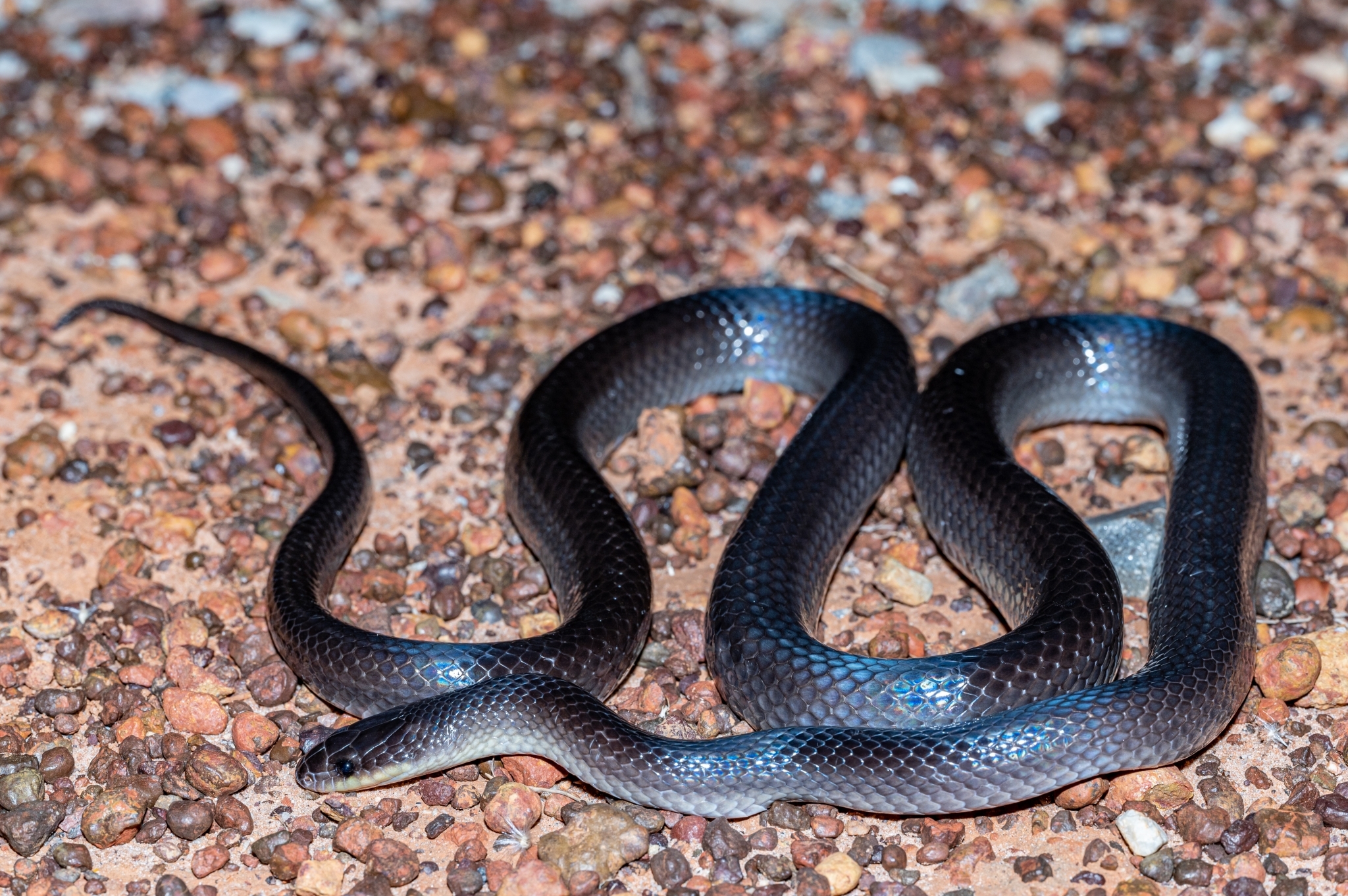 Slaty-grey snake (Stegonotus australis) · iNaturalist