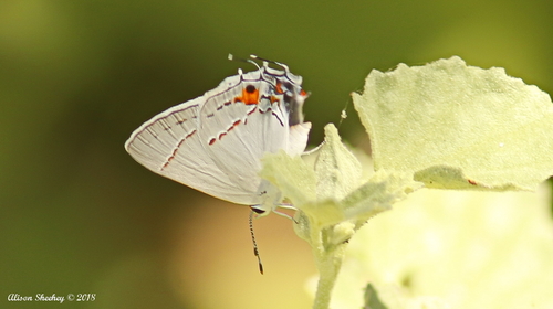 iNaturalist observation photo of Gray Hairstreak