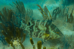 Lachnolaimus maximus