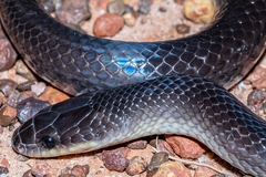 Australian Groundsnake photo 3