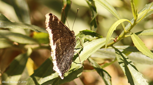 iNaturalist observation photo of Mourning Cloak