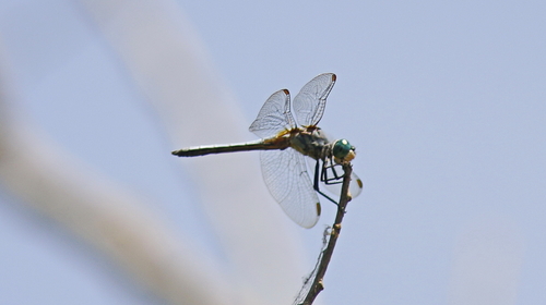 iNaturalist observation photo of Blue Dasher