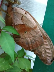Antheraea