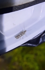 Macaronesiana loxogramma