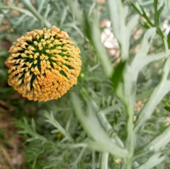 Anacyclus valentinus