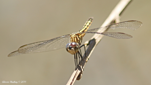 iNaturalist observation photo of Blue Dasher