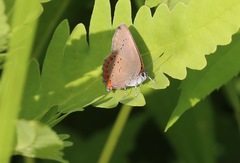 Satyrium titus