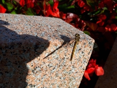 Sympetrum vulgatum