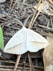 Lychnosea intermicata