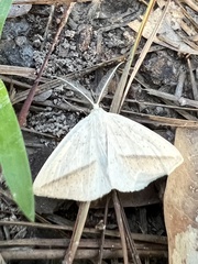 Lychnosea intermicata