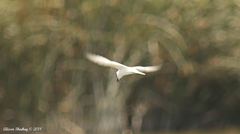 Sternula antillarum browni