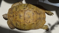 Testudo graeca