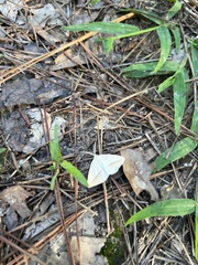 Lychnosea intermicata