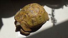 Testudo graeca