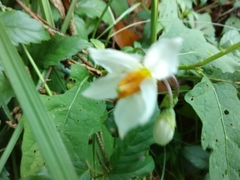 Solanum carolinense