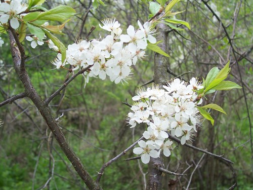 Plum fruit on a tree