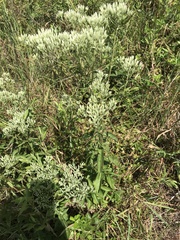 Eupatorium album