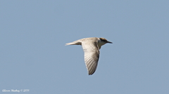 Sternula antillarum browni