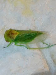 Cicadellidae