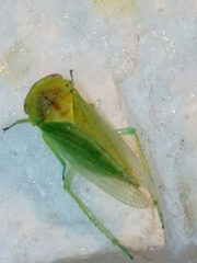 Cicadellidae