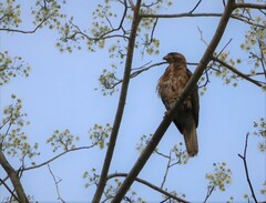 Buteo jamaicensis fumosus