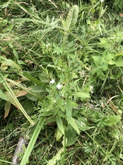 Epilobium pseudorubescens