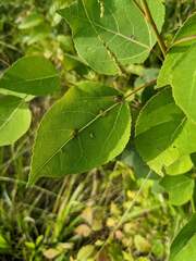 Phyllocoptes didelphis