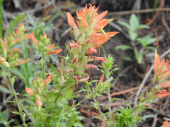 Castilleja patriotica