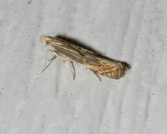 Isophrictis striatella