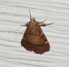 Hypsopygia thymetusalis