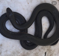 Coniophanes quinquevittatus