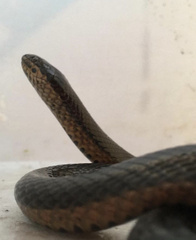 Coniophanes quinquevittatus