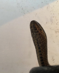 Coniophanes quinquevittatus