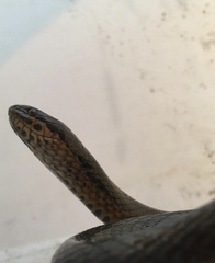 Coniophanes quinquevittatus