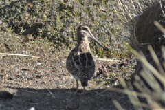 Gallinago andina