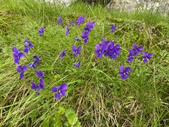 Viola altaica