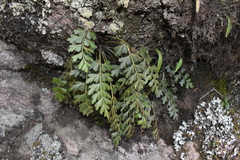Asplenium aethiopicum