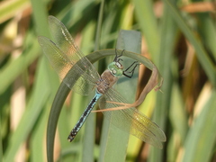 Anax parthenope