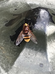 Volucella zonaria