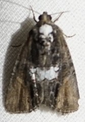 Bryolymnia semifascia