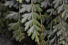 Asplenium aethiopicum