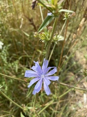 Cichorium intybus intybus