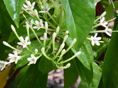 Tarenna fragrans