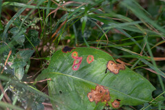 Pseudorhytisma bistortae